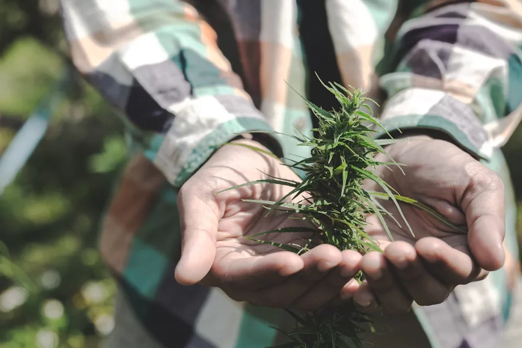 Die Geschichte von CBD – Vom alten Hanf bis zur modernen Wissenschaft CBD Öl Hanf Pflanze