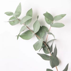 green eucalyptus