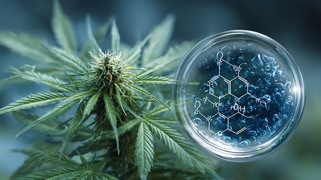 CBD Wechselwirkungen mit Medikamenten CBD Wechselwirkungen