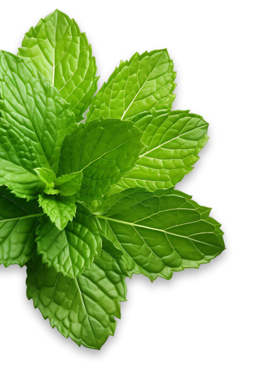 peppermint-leaves-corner
